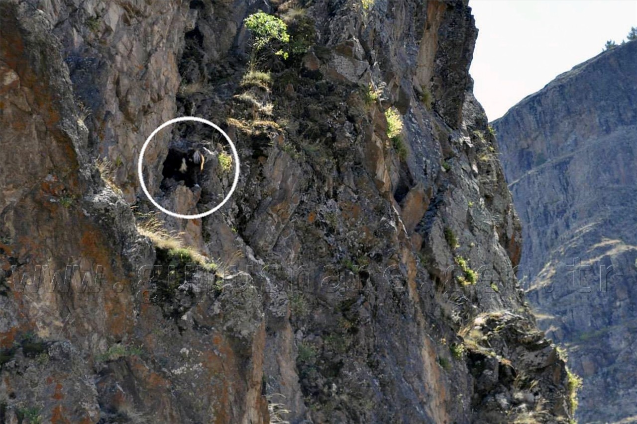 Ulukale'de Keçi Kurtarma Operasyonu 6