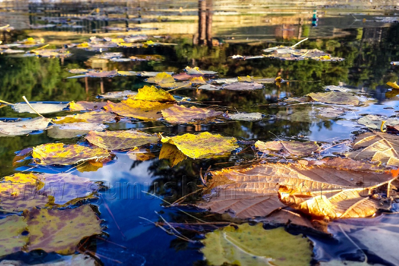 Kent Ormanından Sonbahar Manzaraları 3
