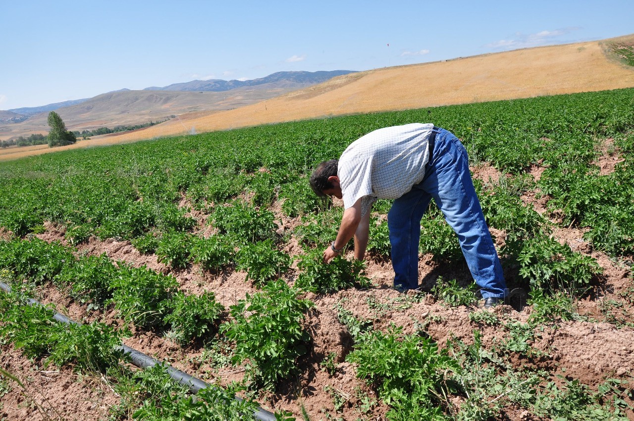 Sulu Tarım Köse'nin Talihini Değiştiriyor 1