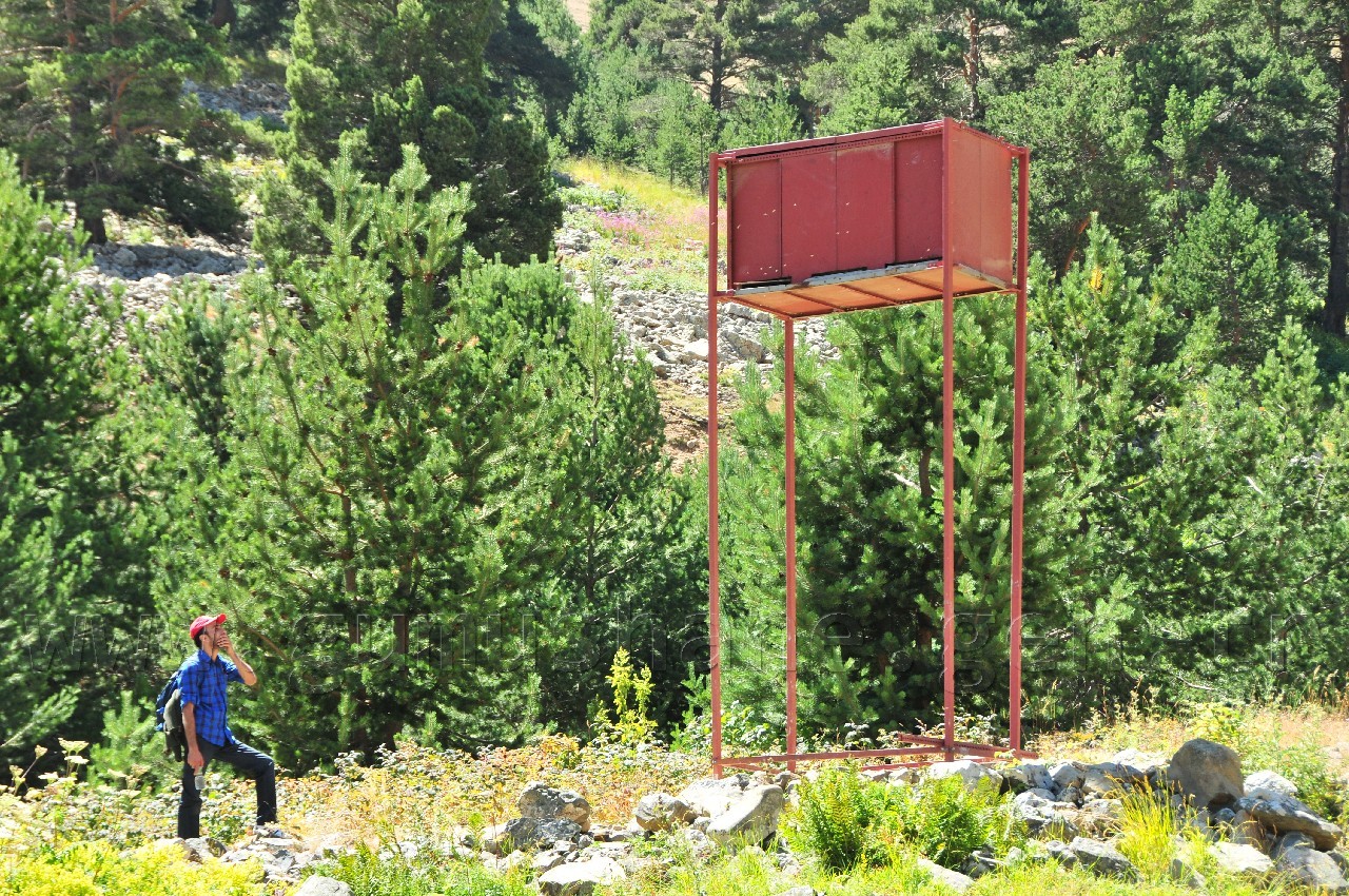 Arıcılardan Ayıya Karşı Kuleli Çözüm 3