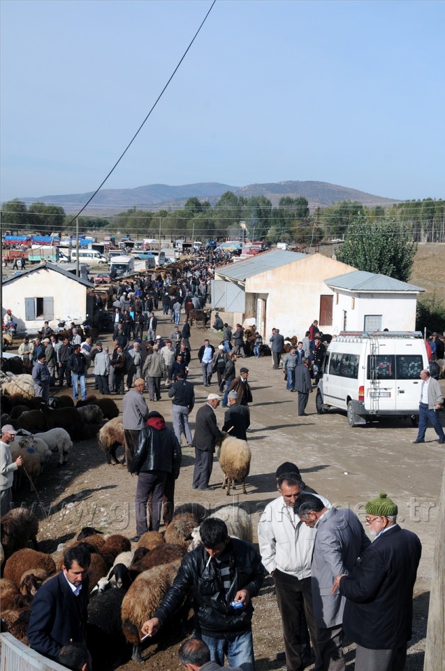 Kelkit'te Kurbanlıklar Görücüye Çıktı 2