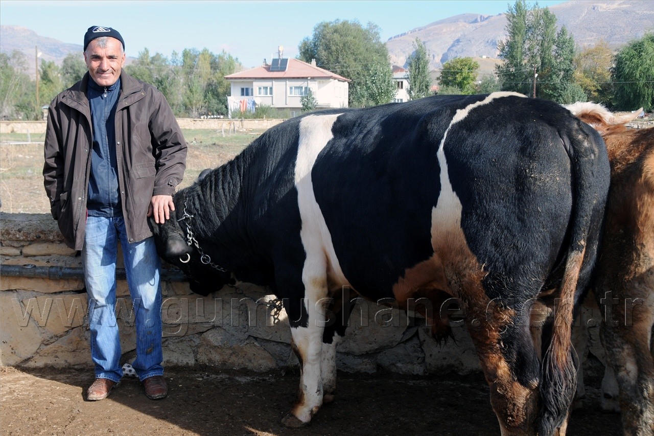 Kelkit'te Kurbanlıklar Görücüye Çıktı 1