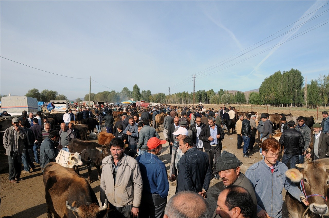 Kelkit'te Kurbanlıklar Görücüye Çıktı 3