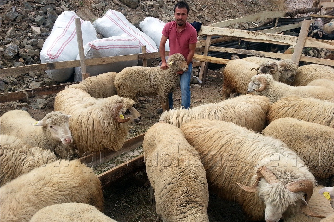 Kurban Pazarında Satıcı Çok, Alıcı Yok 2