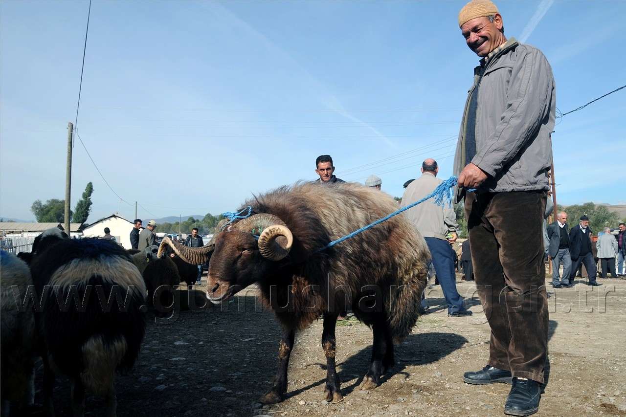 Kelkit'te Kurbanlıklar Görücüye Çıktı 4