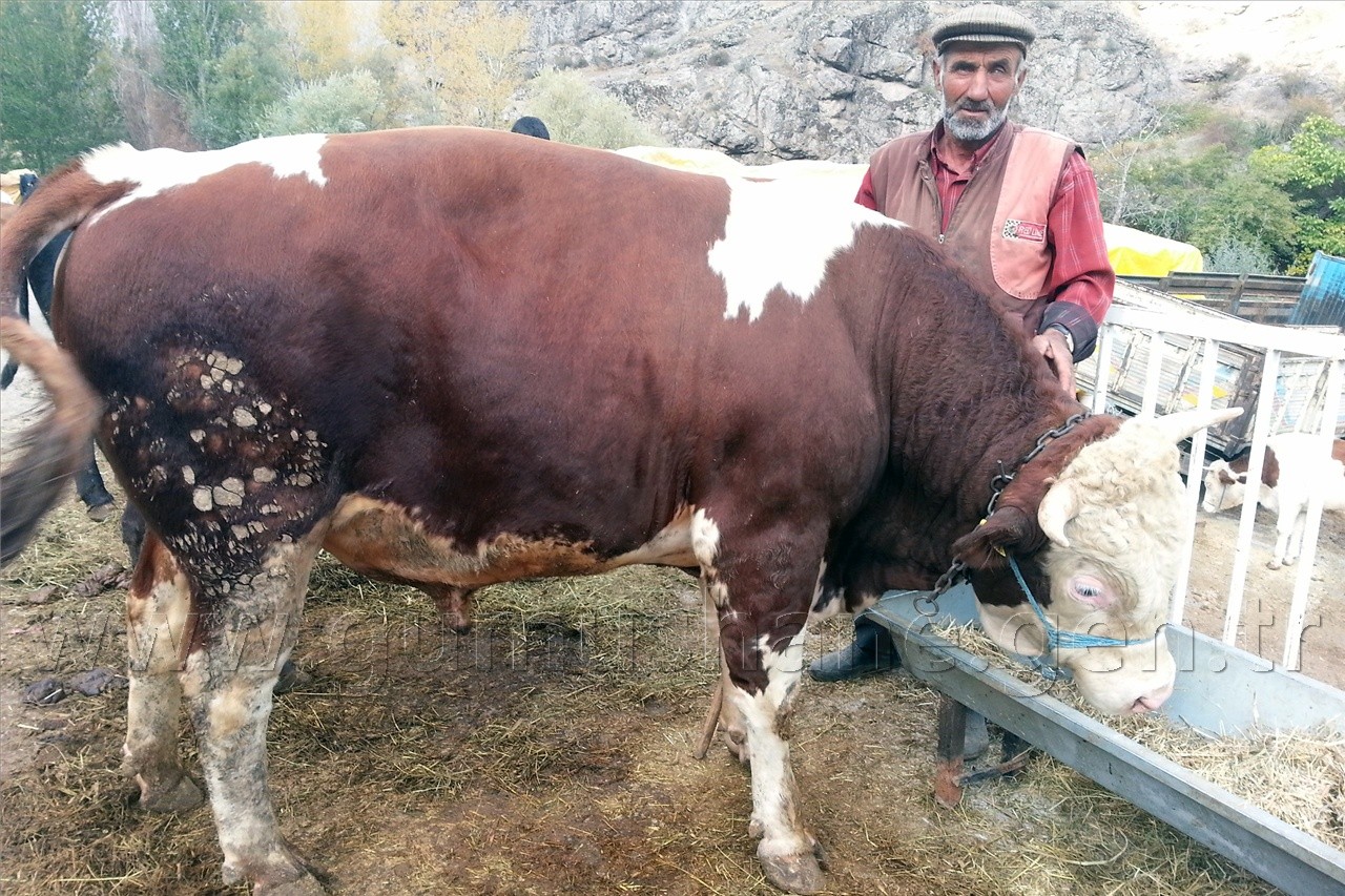 Kurban Pazarında Satıcı Çok, Alıcı Yok 3