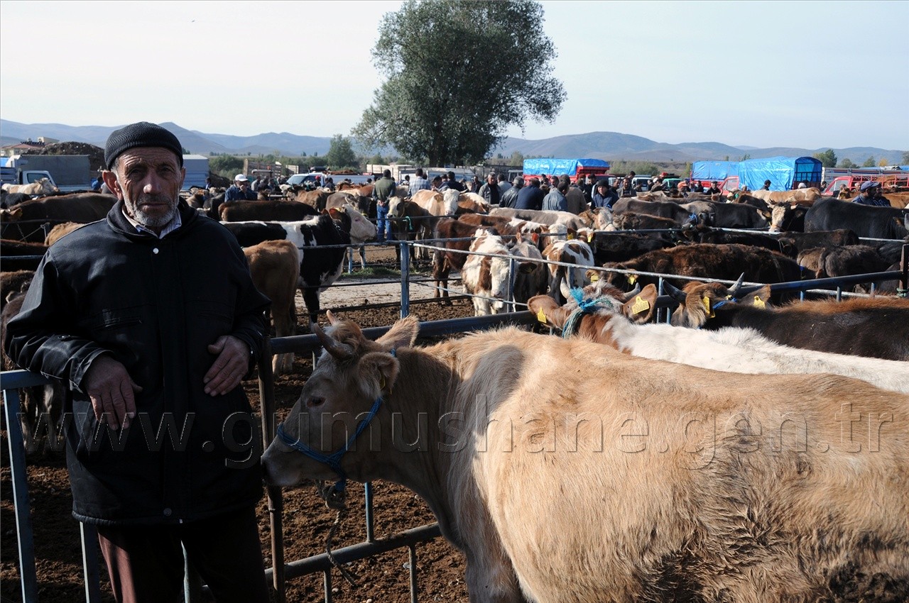 Kelkit'te Kurbanlıklar Görücüye Çıktı 6