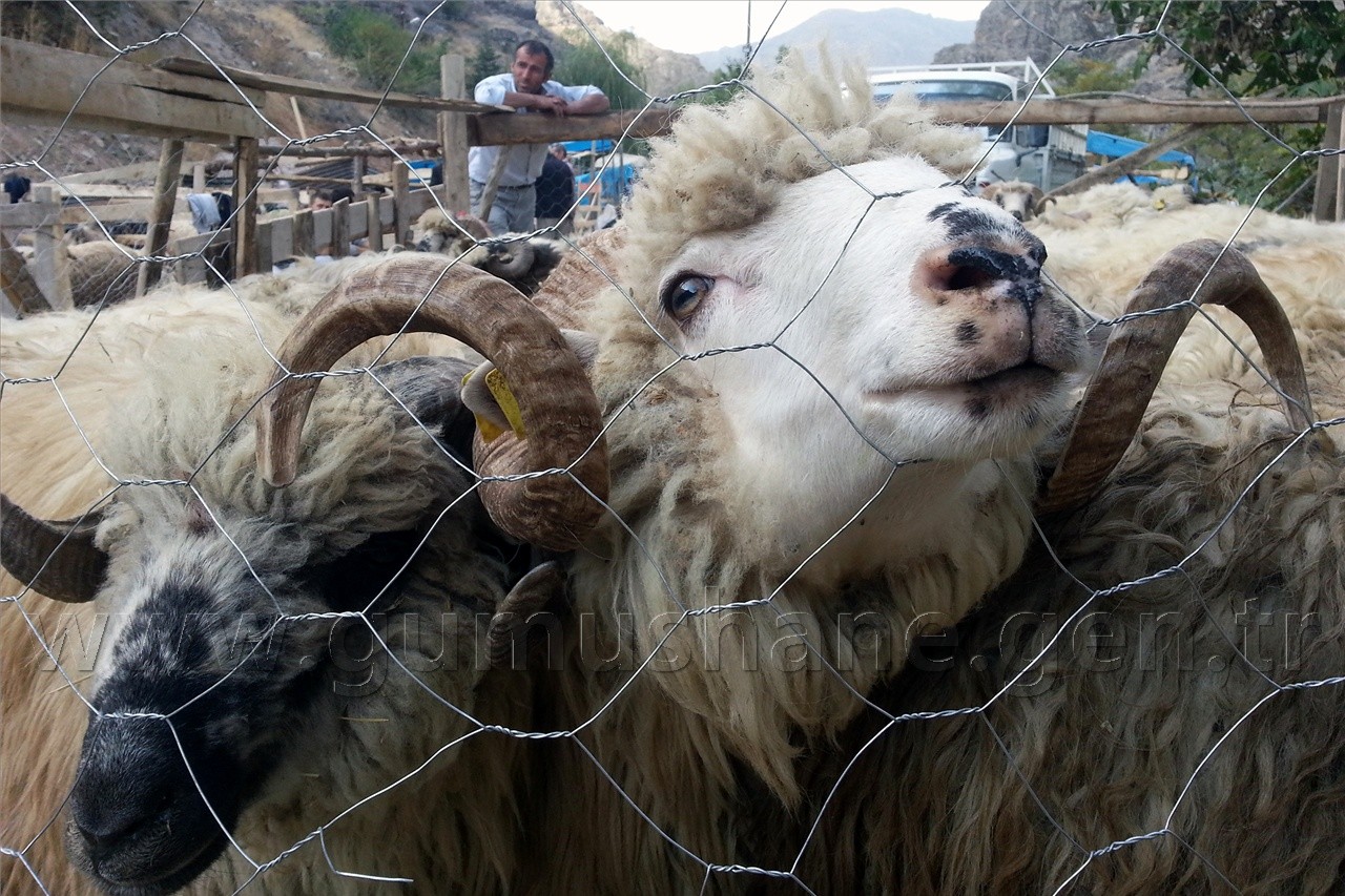Kurban Pazarında Satıcı Çok, Alıcı Yok 5