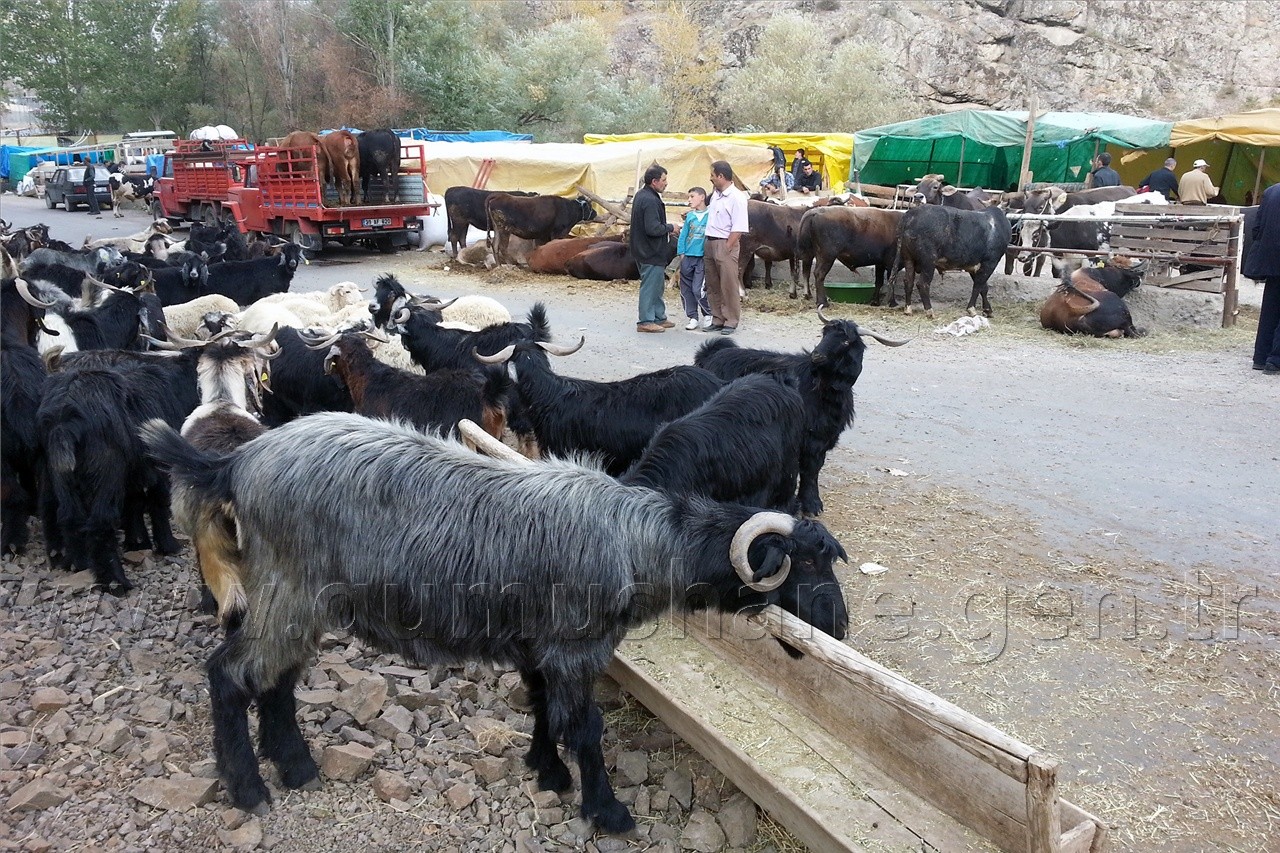 Kurban Pazarında Satıcı Çok, Alıcı Yok 6