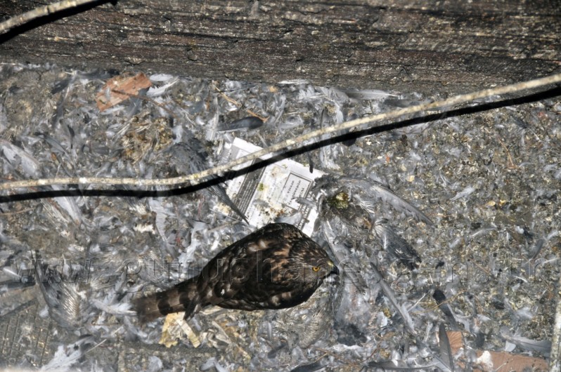 Yavru Şahin İçin Kurtarma Operasyonu 1