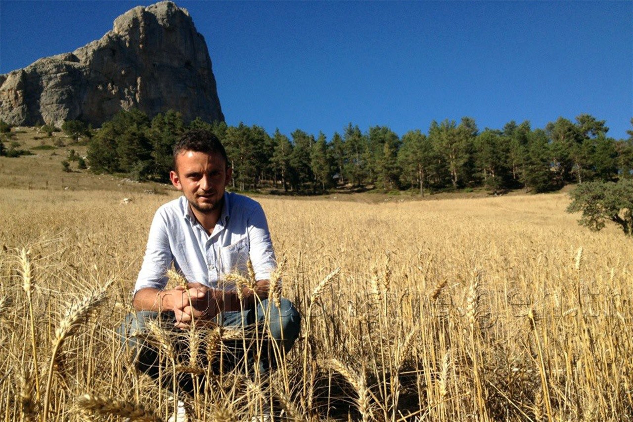 Kuşlar Yesin Diye 15 Dönüm Buğday Ekti 1