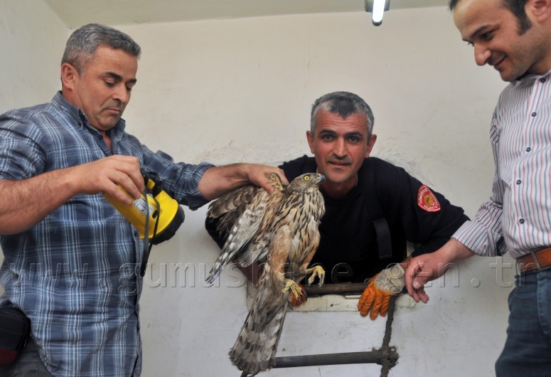 Yavru Şahin İçin Kurtarma Operasyonu 2