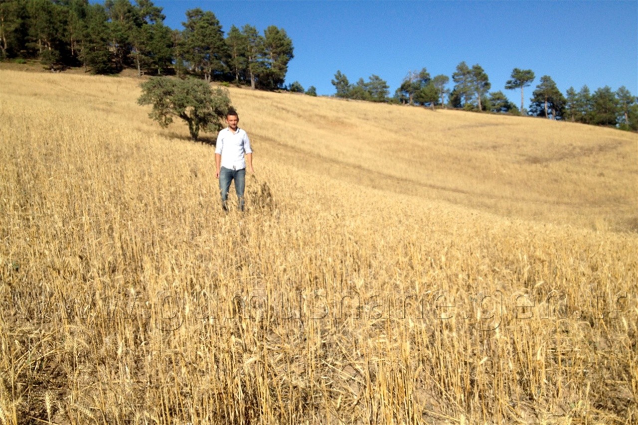 Kuşlar Yesin Diye 15 Dönüm Buğday Ekti 2