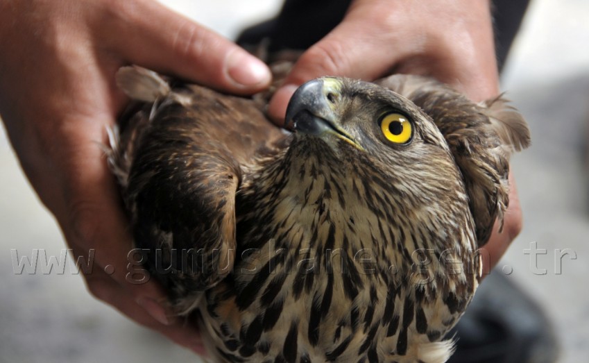 Yavru Şahin İçin Kurtarma Operasyonu 3