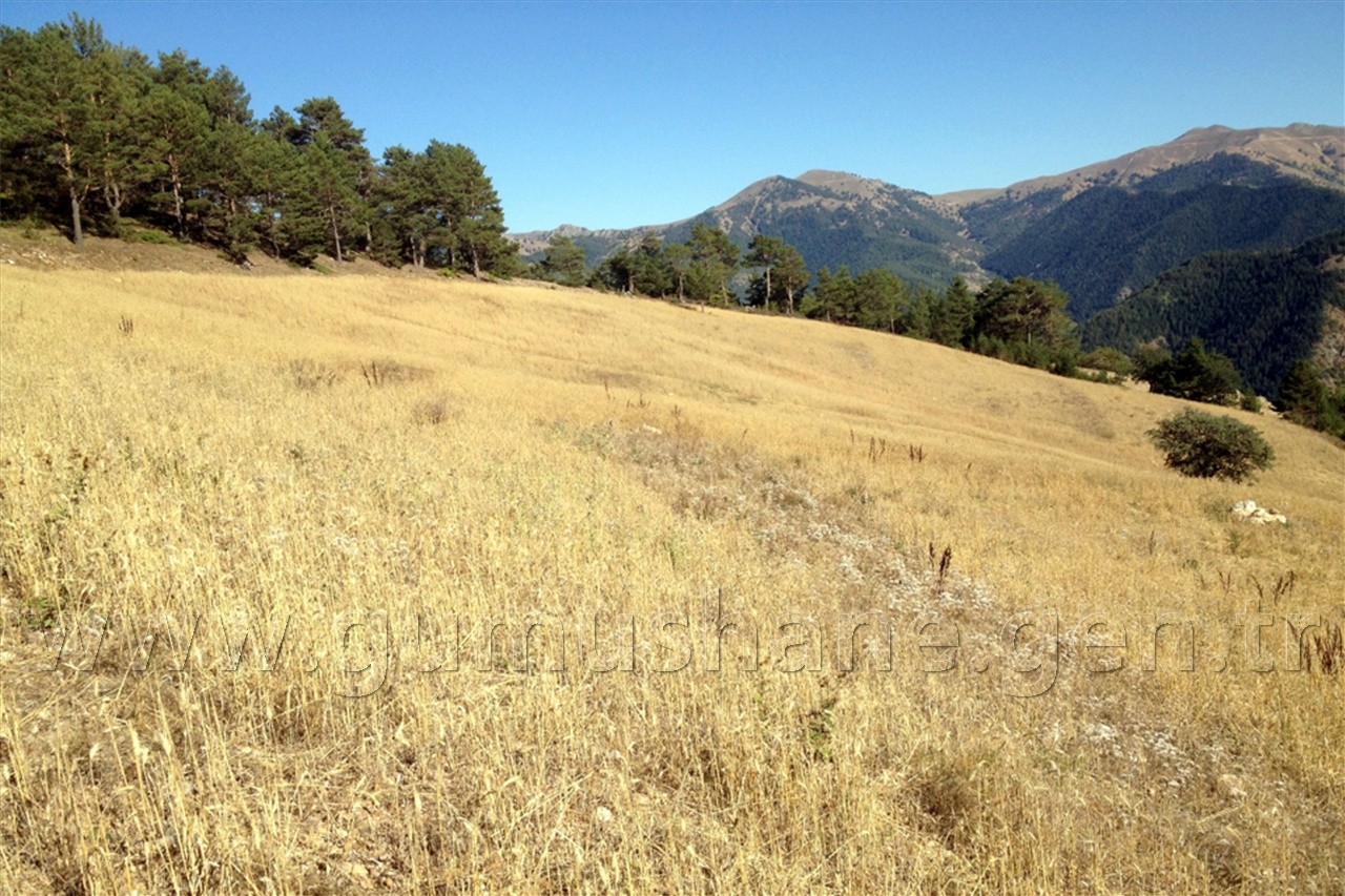 Kuşlar Yesin Diye 15 Dönüm Buğday Ekti 3
