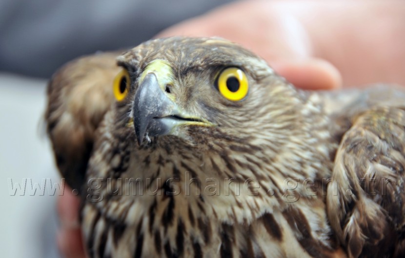 Yavru Şahin İçin Kurtarma Operasyonu 4