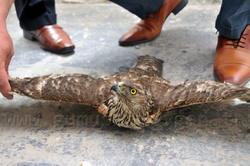 Yavru Şahin İçin Kurtarma Operasyonu 6