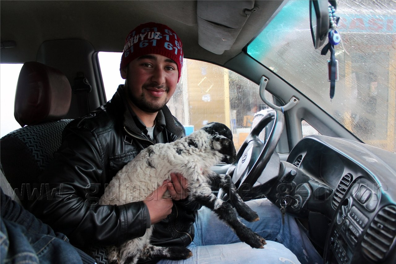 Dışlanan Kuzuya Evinde Biberonla Bakıyor 1