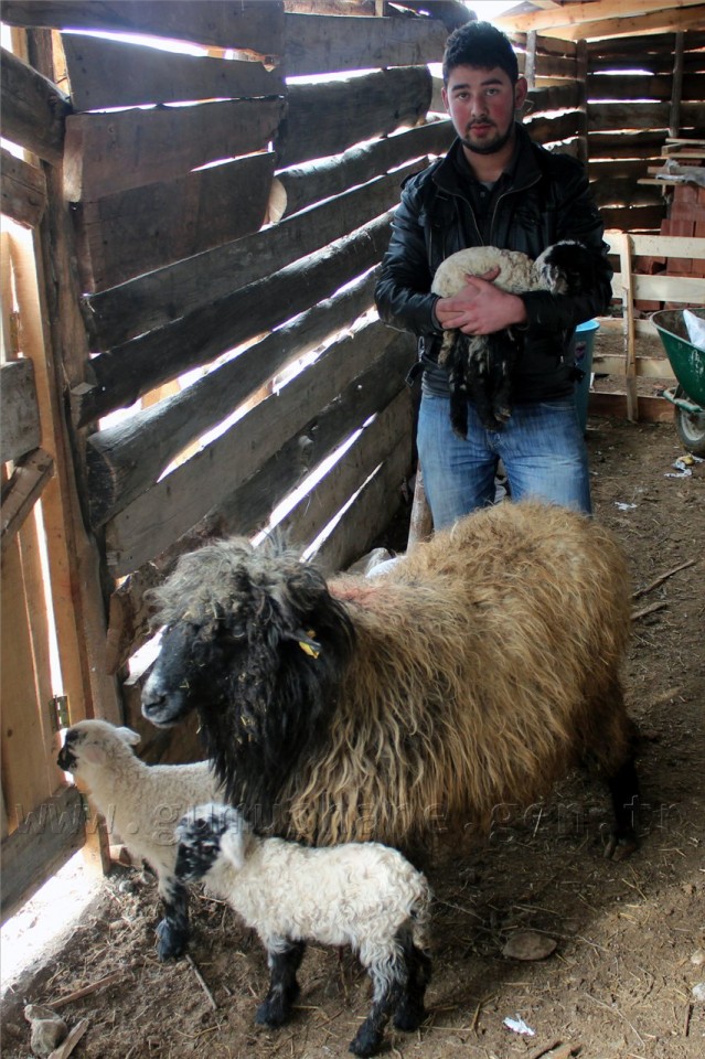 Dışlanan Kuzuya Evinde Biberonla Bakıyor 2