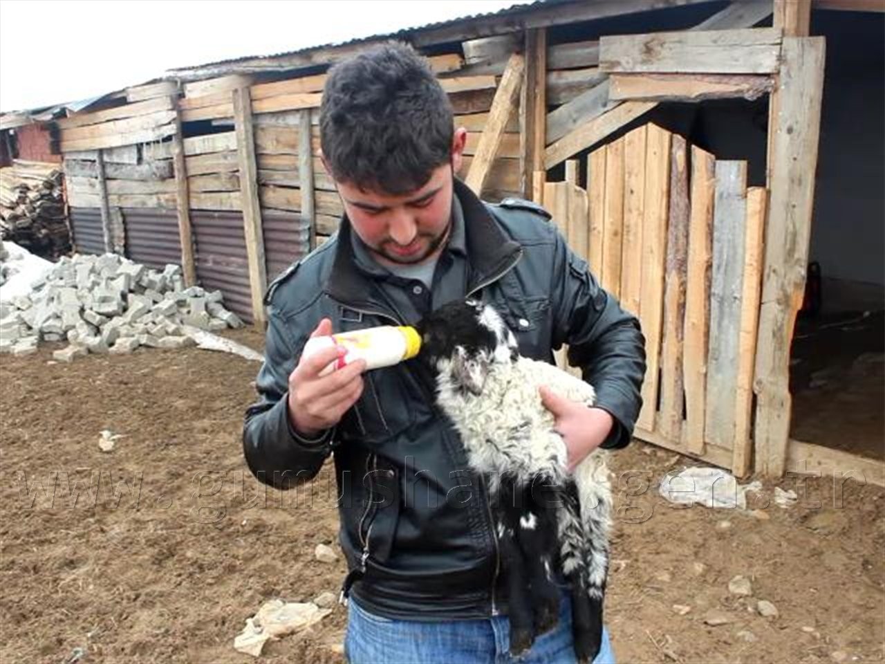 Dışlanan Kuzuya Evinde Biberonla Bakıyor 3