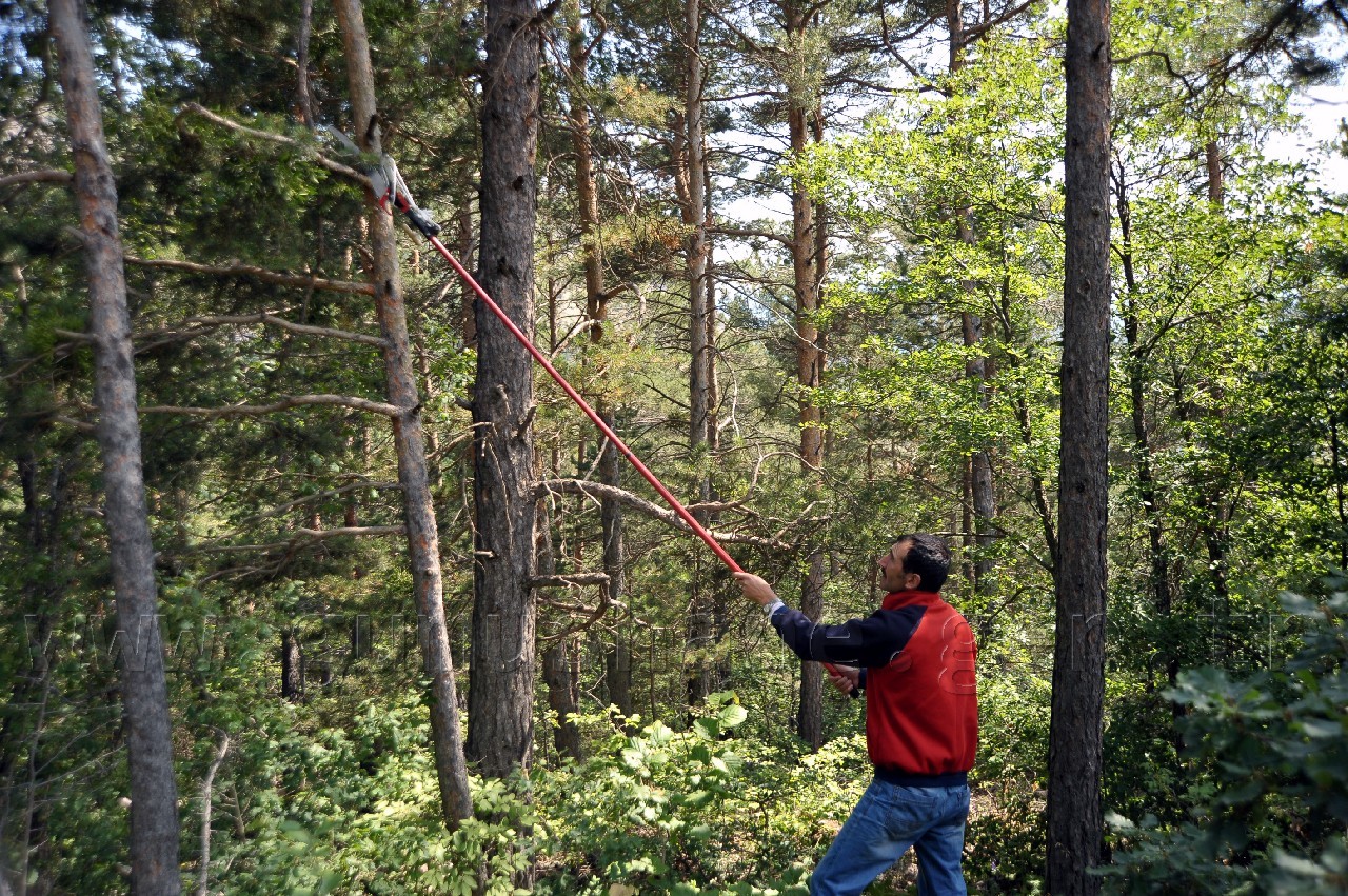 Kent Ormanında Ökse Otu Mücadelesi Başladı 2