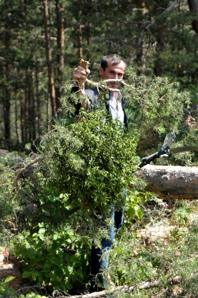 Kent Ormanında Ökse Otu Mücadelesi Başladı 3