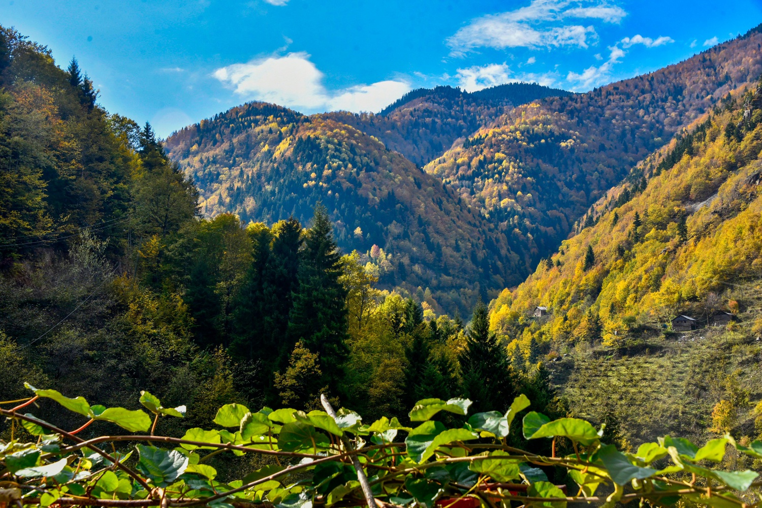 Örümcek Ormanlarında renk cümbüşü 10