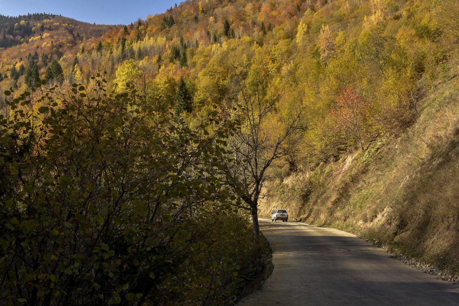 Örümcek Ormanlarında renk cümbüşü 28