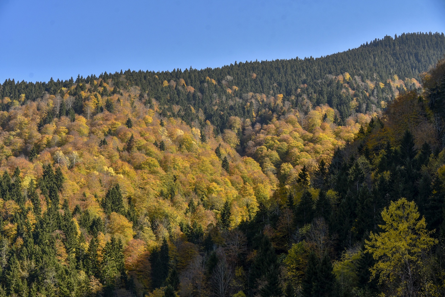 Örümcek Ormanlarında renk cümbüşü 25