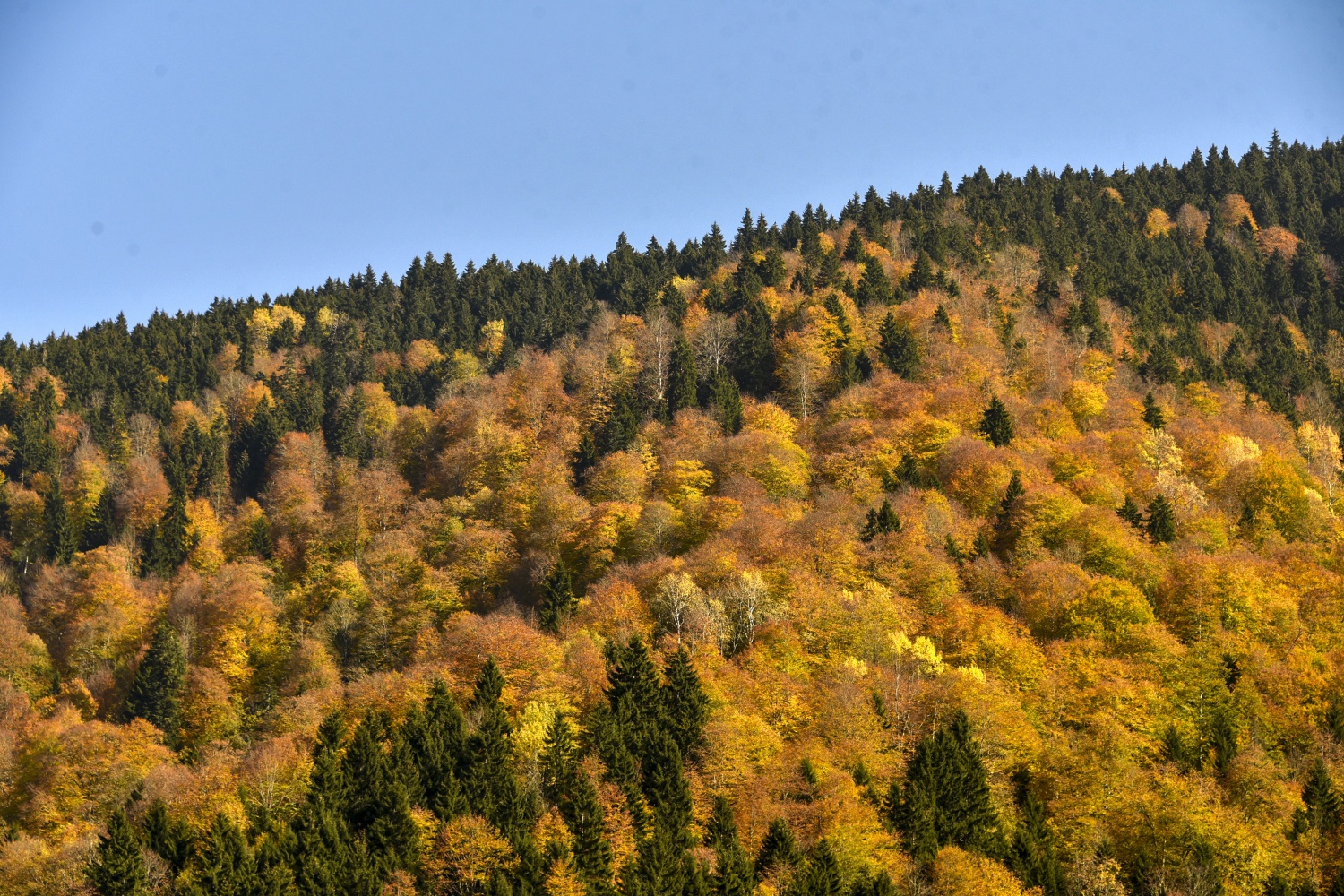Örümcek Ormanlarında renk cümbüşü 26