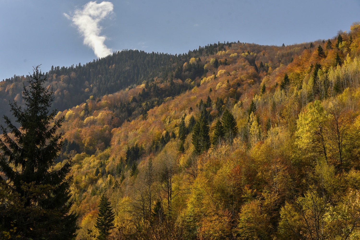 Örümcek Ormanlarında renk cümbüşü 31