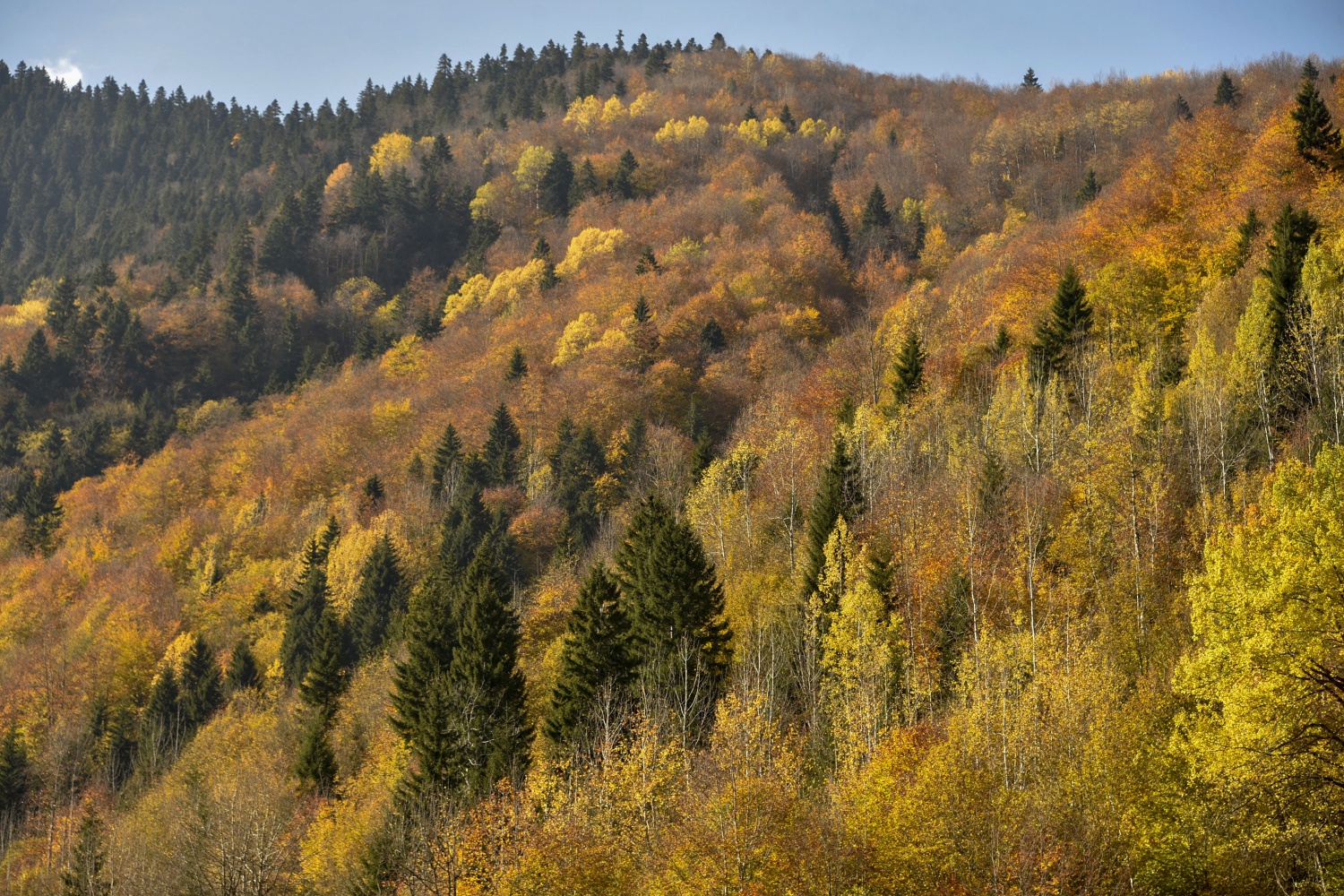 Örümcek Ormanlarında renk cümbüşü 36