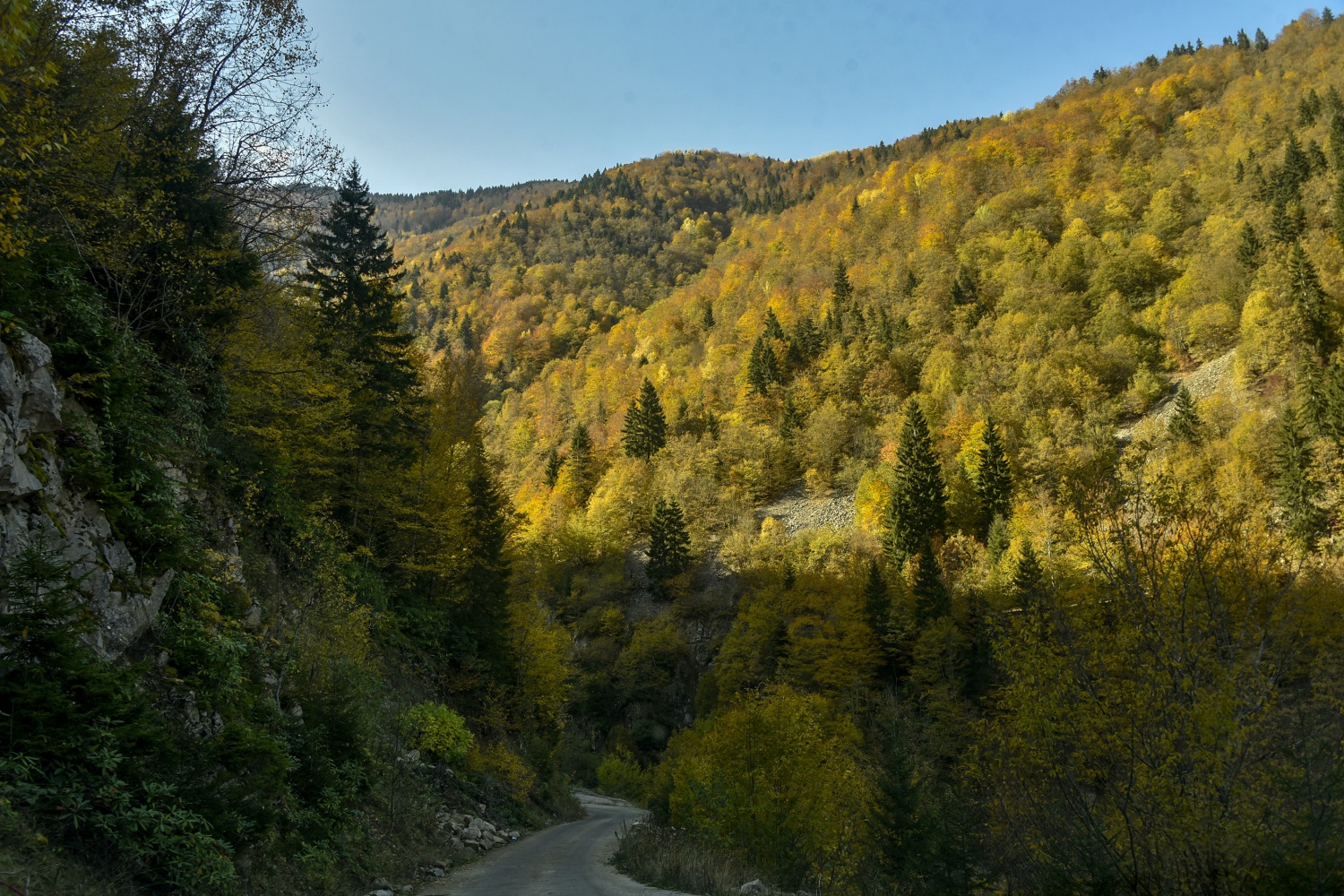 Örümcek Ormanlarında renk cümbüşü 34