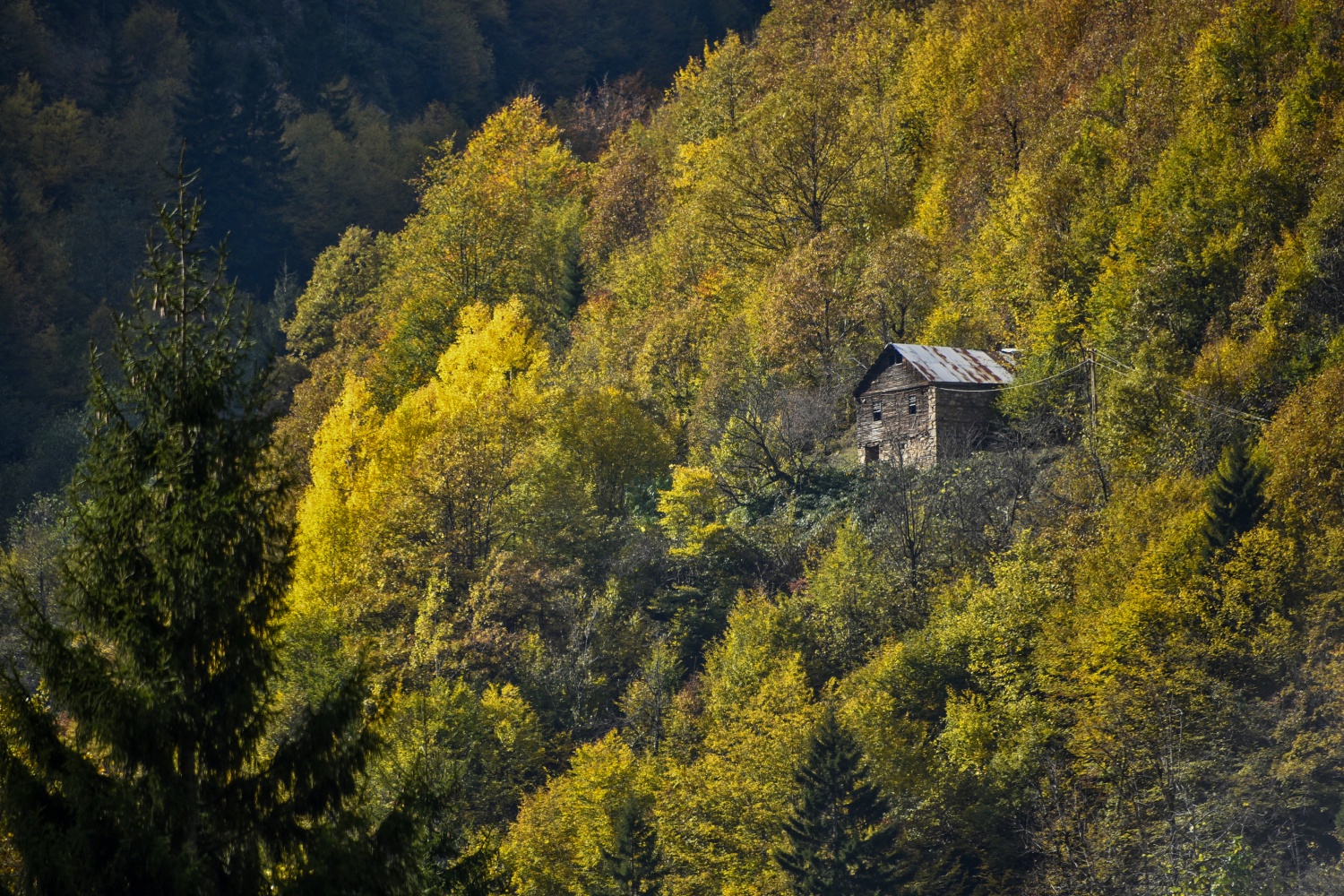 Örümcek Ormanlarında renk cümbüşü 18