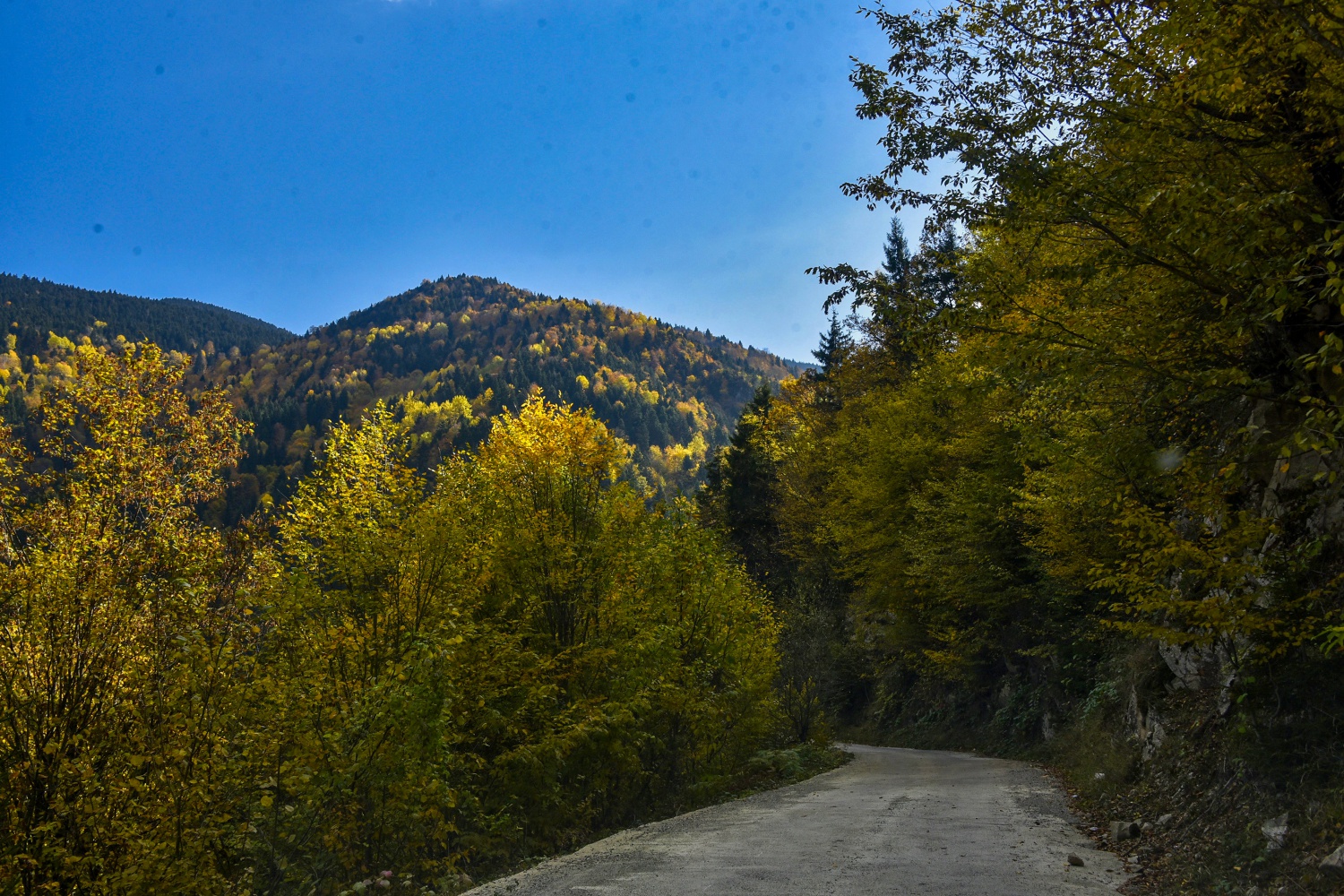 Örümcek Ormanlarında renk cümbüşü 20