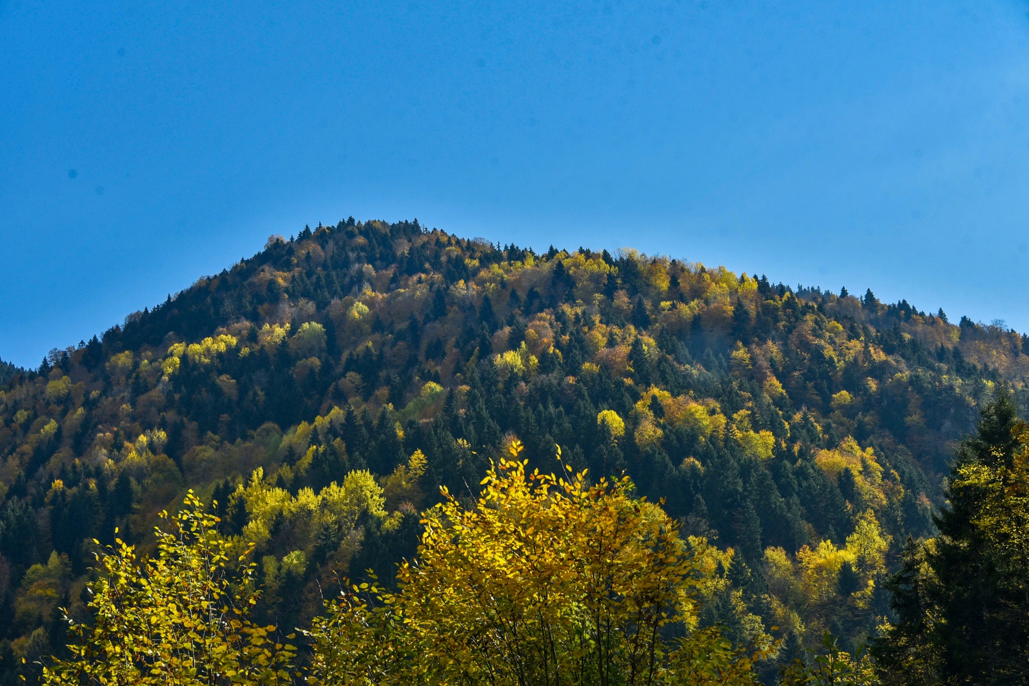 Örümcek Ormanlarında renk cümbüşü 22