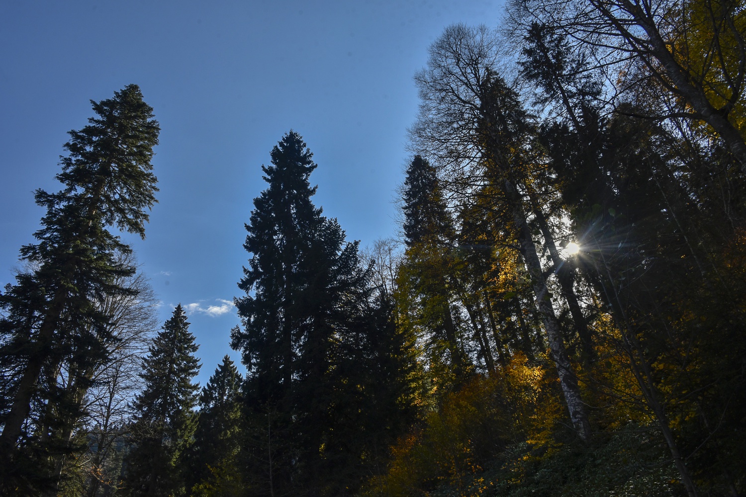 Örümcek Ormanlarında renk cümbüşü 21