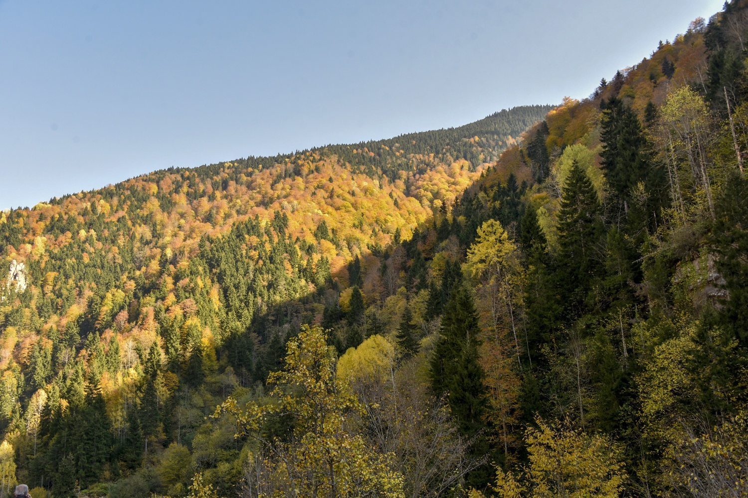Örümcek Ormanlarında renk cümbüşü 23