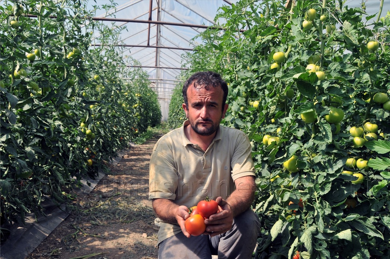  Taşıma Toprakla Sera Yaptılar  2