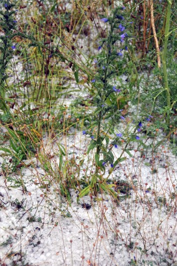 Gümüşhane'yi Etkili Yağış ve Dolu Vurdu   9