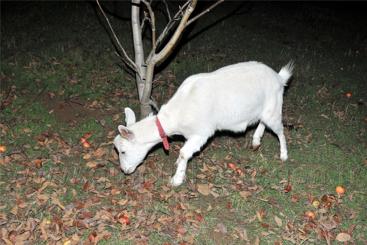 Gümüşhane'de Korku Dolu Anlar 6