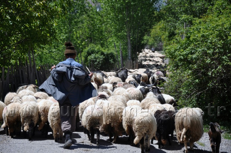 Yaylalara Büyük Göç Başladı 3