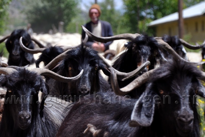 Yaylalara Büyük Göç Başladı 5