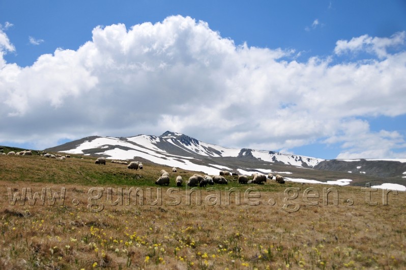 Yaylalara Büyük Göç Başladı 1