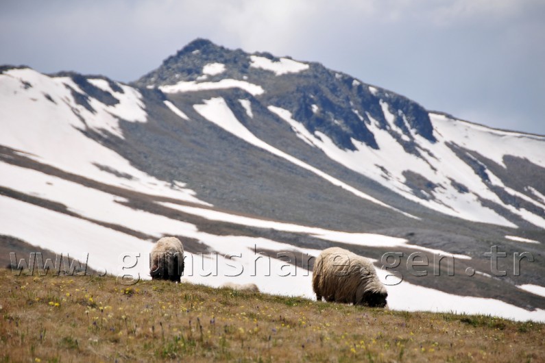 Yaylalara Büyük Göç Başladı 2