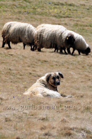 Yaylalara Büyük Göç Başladı 4