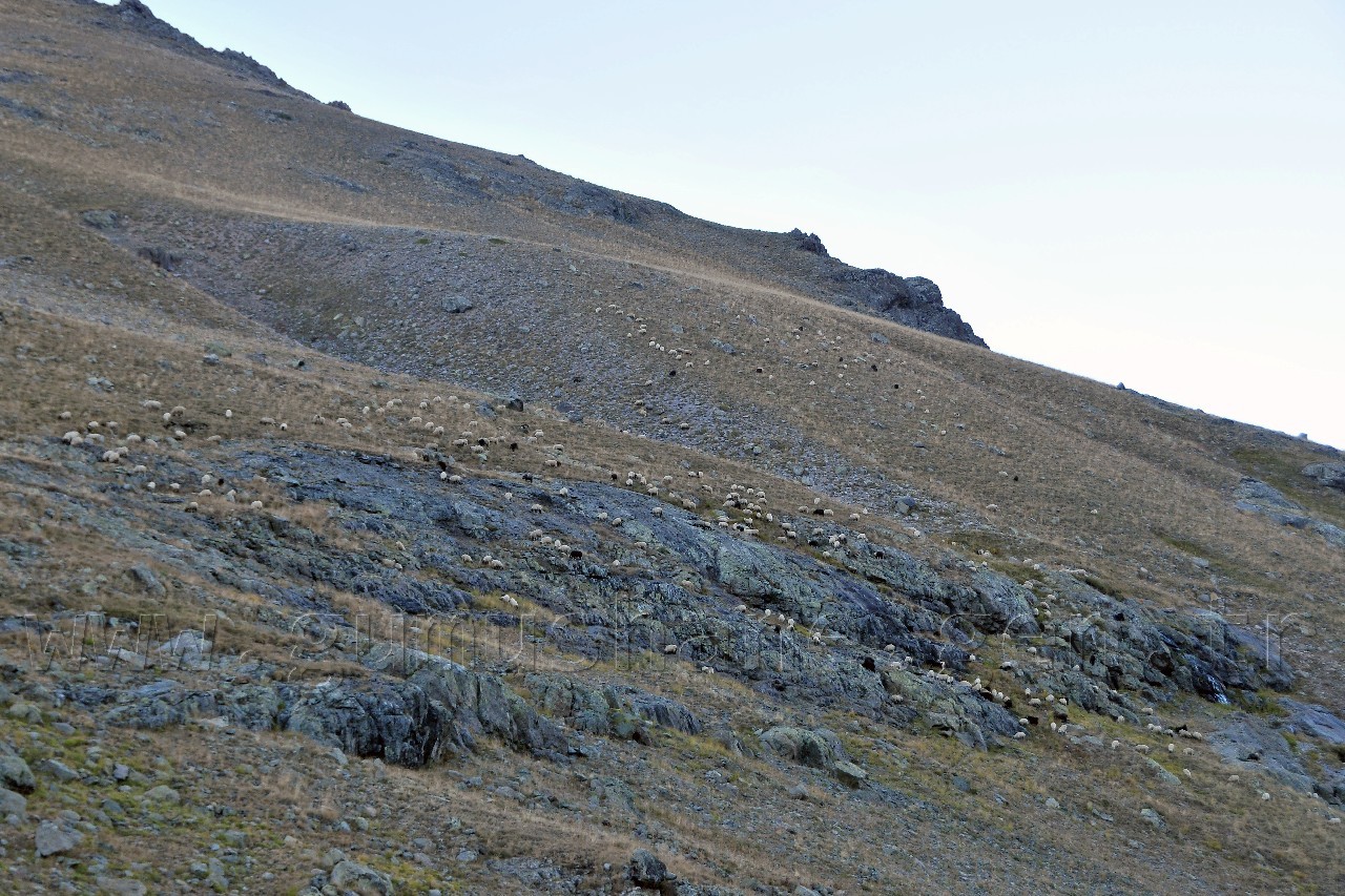 Yaylalar Çocuklarla Güzel 5