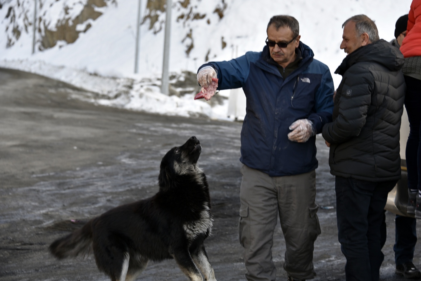Gümüşhane’de yoğun kış şartlarında yaban hayatı unutulmuyor 1