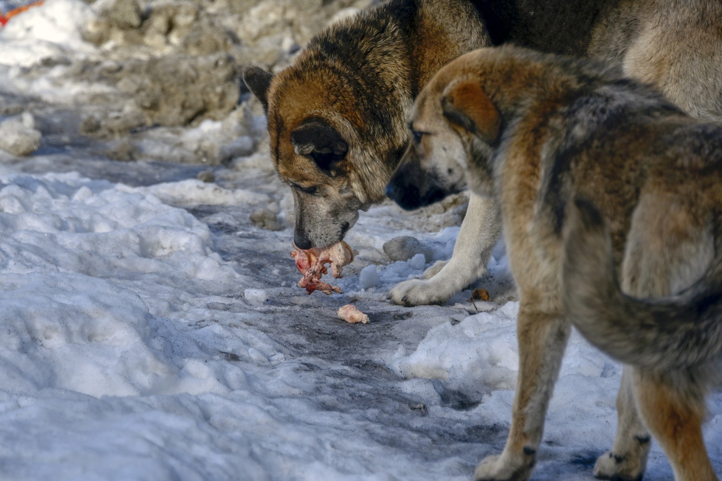Gümüşhane’de yoğun kış şartlarında yaban hayatı unutulmuyor 5