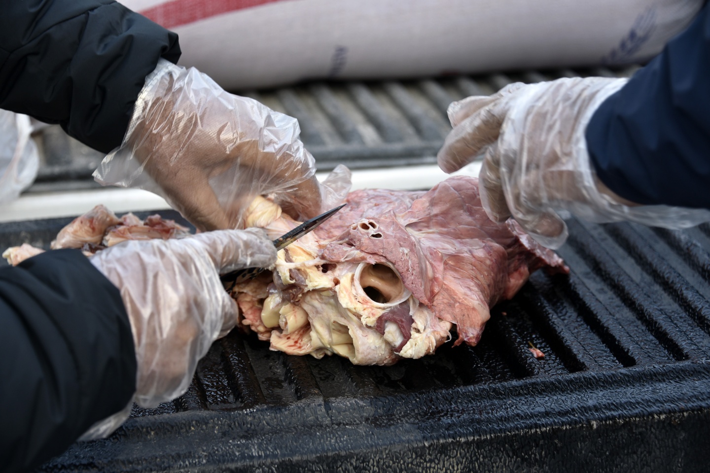 Gümüşhane’de yoğun kış şartlarında yaban hayatı unutulmuyor 3